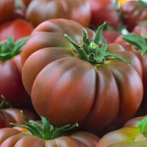 Hydroponic Tomatoes (1 lb)