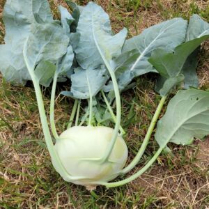 Kohlrabi (1 pc, green or purple)